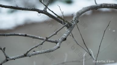 冬季冬天下雪<strong>树枝树叶</strong>积雪